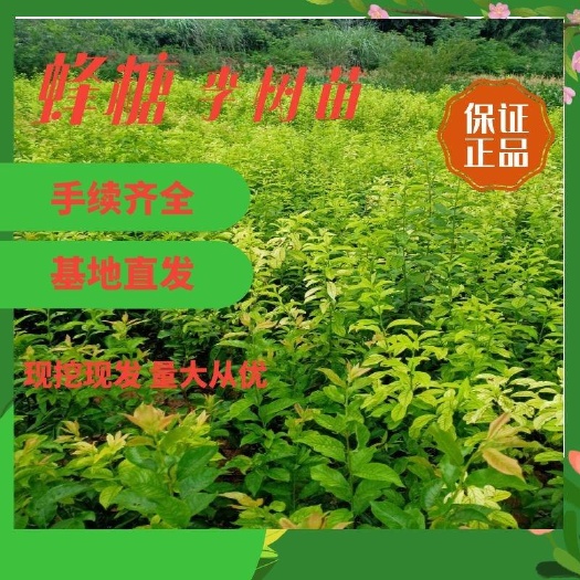 简阳市蜂糖李树苗  蜂糖李子苗，离核纯甜，口感纯正，自己种植，保质