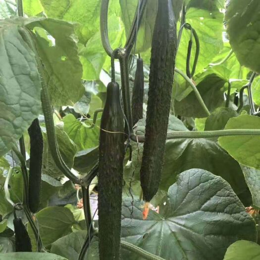 寿光市黄瓜种苗 德瑞特9188黄瓜苗越夏耐高温抗病毒强磁黑油亮黄瓜品种