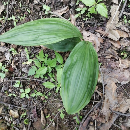 兰棵植物，10块一棵