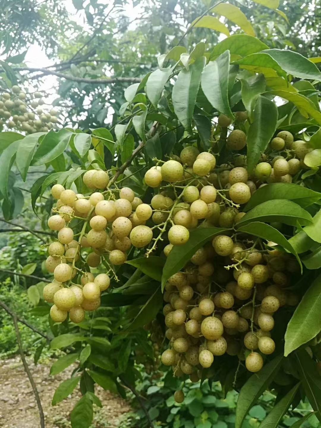 野生山黄皮鸡皮果苗  广西鸡皮果苗，山黄皮苗