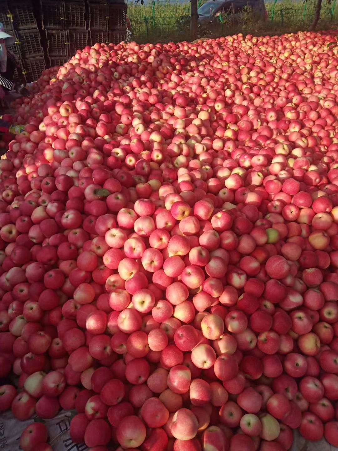  吉县红嘎苹果  纸袋  75mm以上 （ 果农直发）