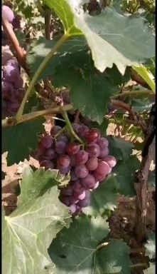 威县 巨峰葡萄糖度19