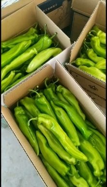 阳高县甜椒  圆椒尖椒大量上市，价格美丽