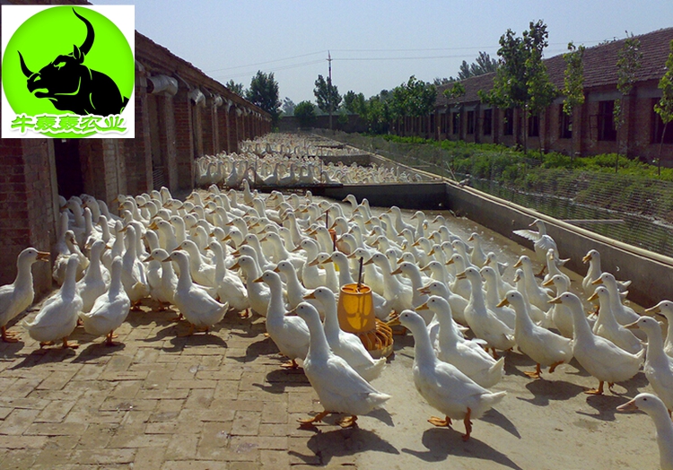  广西樱桃谷鸭苗批发包邮 白鸭桂柳鸭苗价格养殖提供技术指导