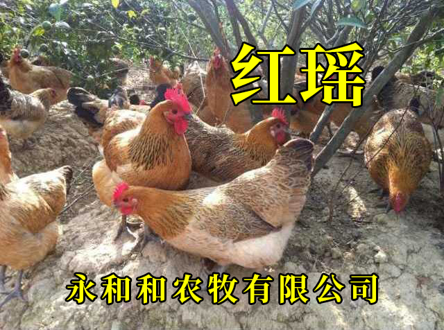 昆明 红瑶鸡苗