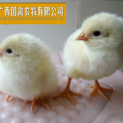 南宁 京白蛋鸡苗 品质保证包打疫苗