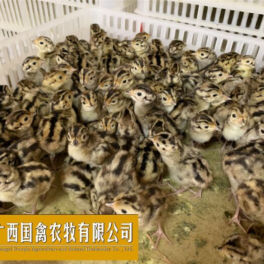 南宁 七彩山鸡苗 长期供应品质保证包打疫苗