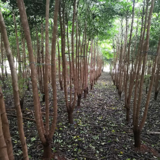 宾阳县幸福树盆栽 有三万多颗，多叉幸福树，树形好，质量杠杠的