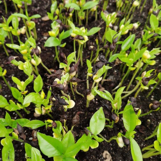 南宁沉香苗  沉香芽苗（脱毒无菌）