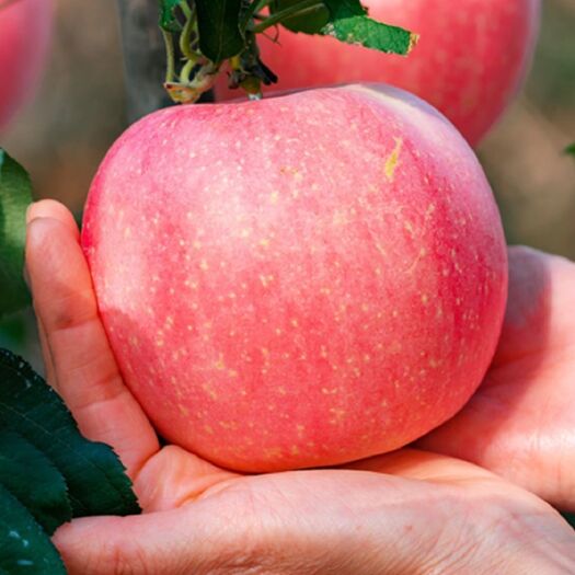  （当季现摘 脆甜多汁）红富士苹果水果山西冰糖心丑苹果80mm