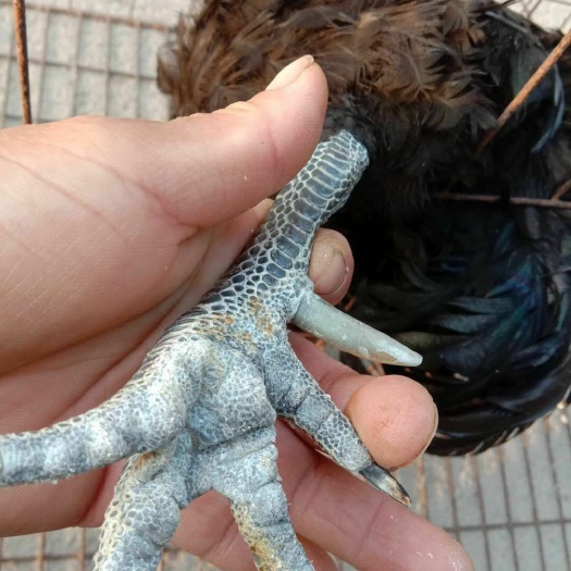 东明县大红公鸡 纯粮食散养