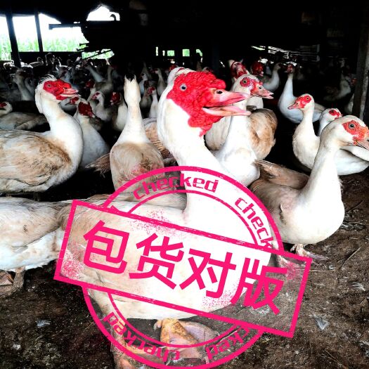 临漳县鸭蛋  大量供应白番鸭种蛋孵化蛋实拍，价格低，包受精率，直供孵化场