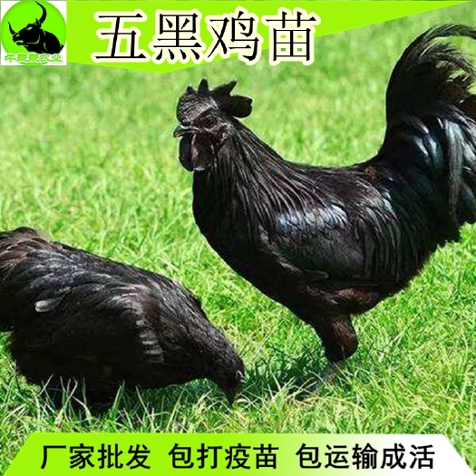 南宁五黑鸡苗批发包邮 质量保证 提供技术指导