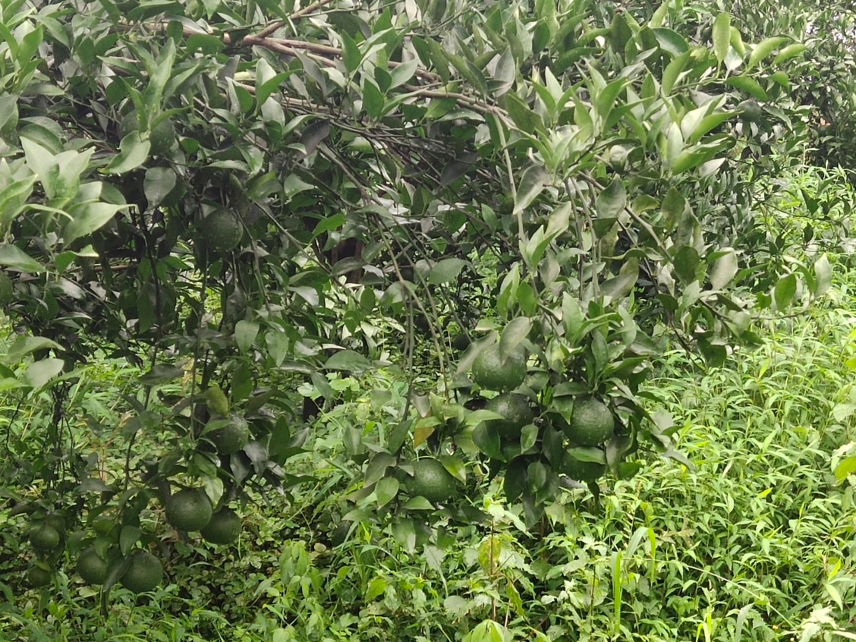  耙耙柑    农村绿色食品   无农药剂