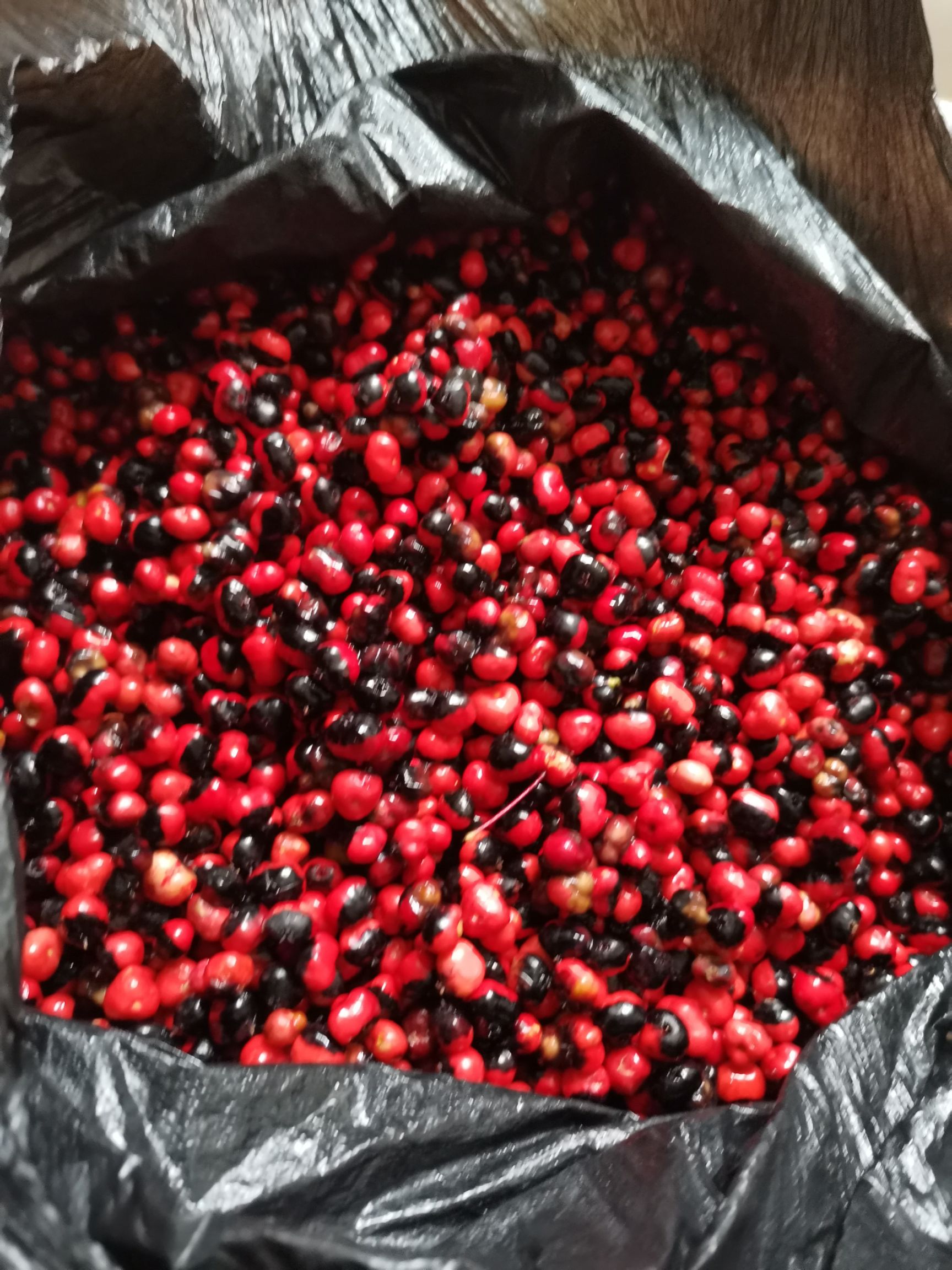 竹节参种子，鄂西一号，大叶竹节参种子，饱满，成熟度高