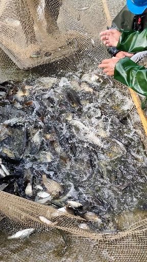 澧县 保证原塘鱼！提前消毒吊铜精品下钓鲫鱼！