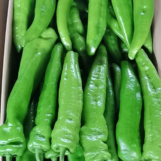 海城市 东北精选绿皮尖椒，优质货源，量大，诚信经营，诚信经营