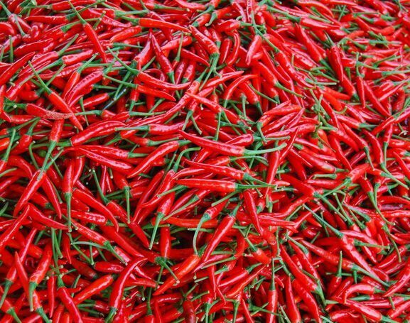 昆明小米椒 米椒