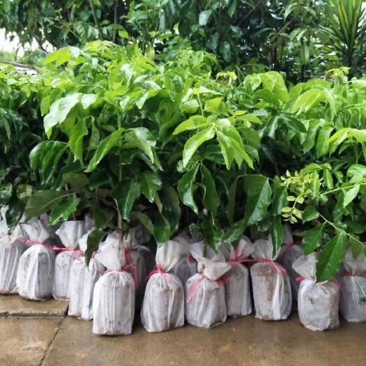灵山县黑黄皮果苗 纯正黑皮，可提供种植技术。帮助销售果