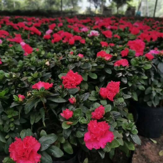 南宁杨梅红杜鹃 花