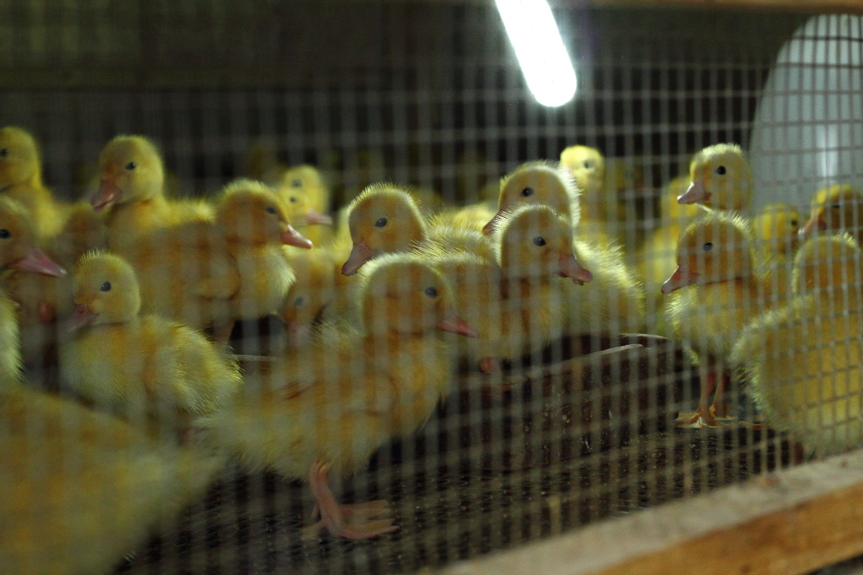  广西樱桃谷鸭苗批发包邮 白鸭桂柳鸭苗价格养殖提供技术指导