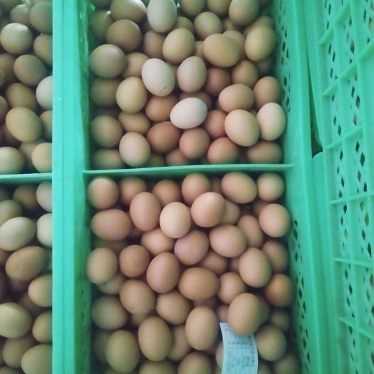  鲜鸡蛋批发