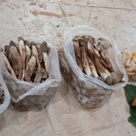 禄丰市鸡枞菌 云南本地火把鸡枞，大鸡枞，都有，营养价值很高，味道鲜美