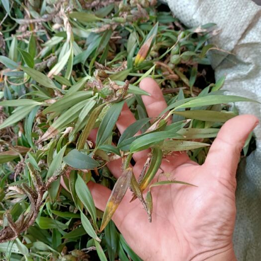 小号双叶石橄榄新鲜包邮石仙桃种植盆栽中草药炖汤补品材料