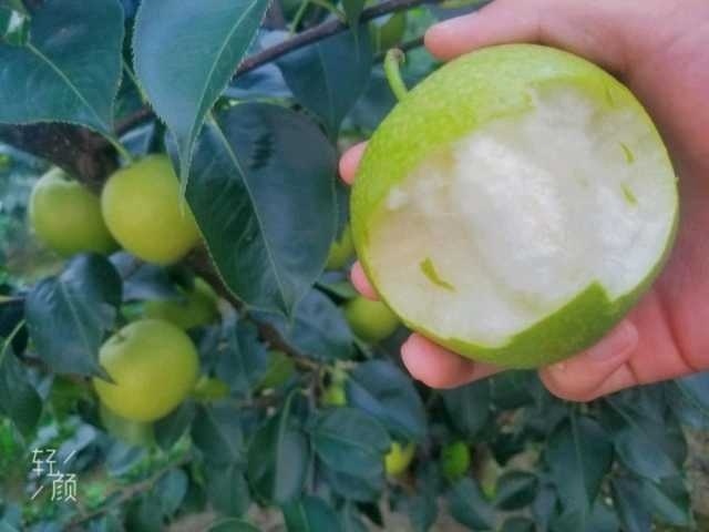 蒙城县 各种甜梨已经上市