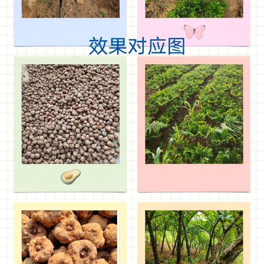 富源县 恒信魔芋一手货源价欢迎来电洽谈