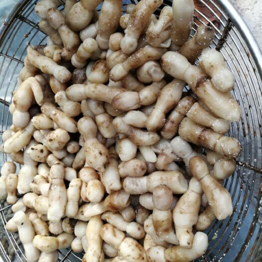 新乡县鸡腿菇 人工种植 鲜货
