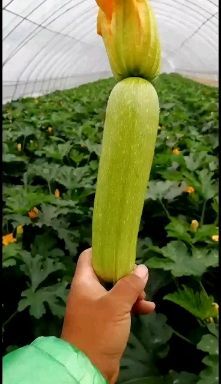 隆化县 大棚绿皮西葫芦，可以收购2个月，质量保证！