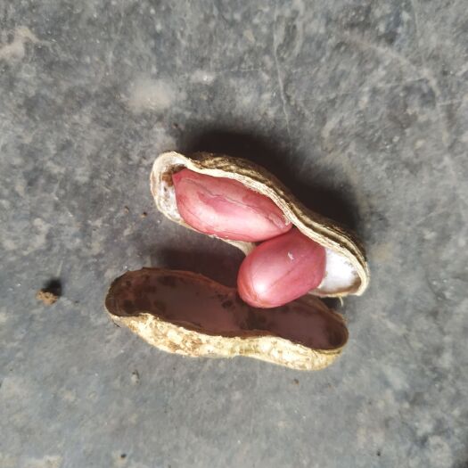 兴义市鲜花生 红皮红生