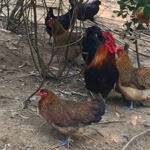 衡南县黑瑶鸡苗 湖南星华禽业孵化基地孵化青脚土鸡，黑瑶，红瑶鸡出壳
