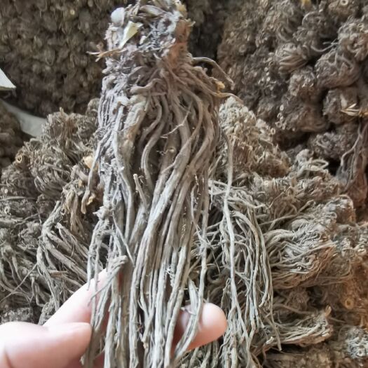 岷县 岷州特产 岷县正宗羌活个子