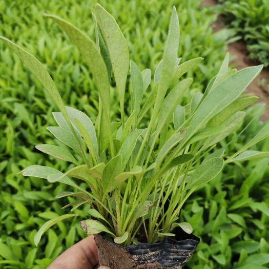 青州市金鸡菊苗