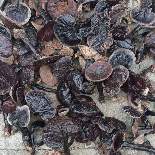 荔波县紫灵芝