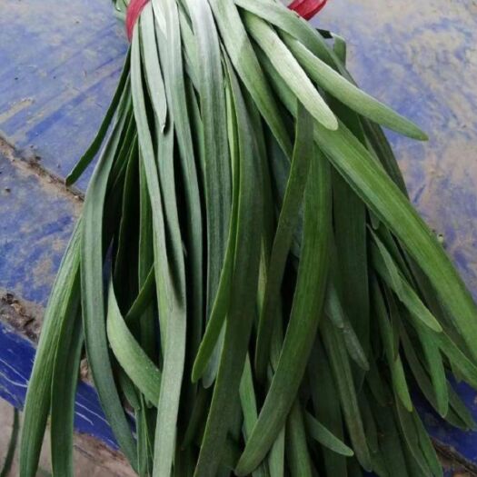 柘城县韭菜 头茬