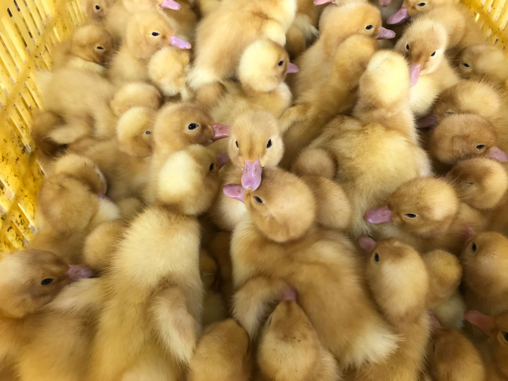  广西樱桃谷鸭苗批发包邮 白鸭桂柳鸭苗价格养殖提供技术指导