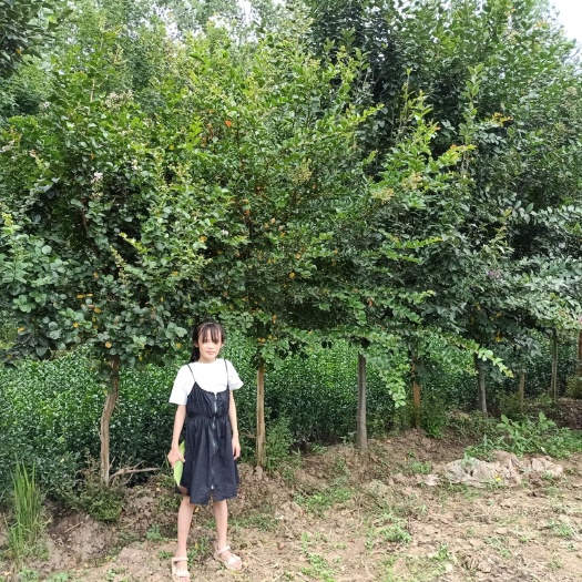 沭阳县 自家种植紫薇，3-8公分，便宜处理