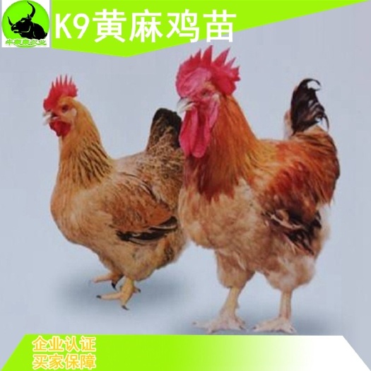 六盘水K9麻黄鸡苗  快大 k9黄麻鸡苗批发  包邮   包打疫苗  提供技术指