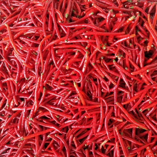 遵义 二荆条辣椒，品质好，