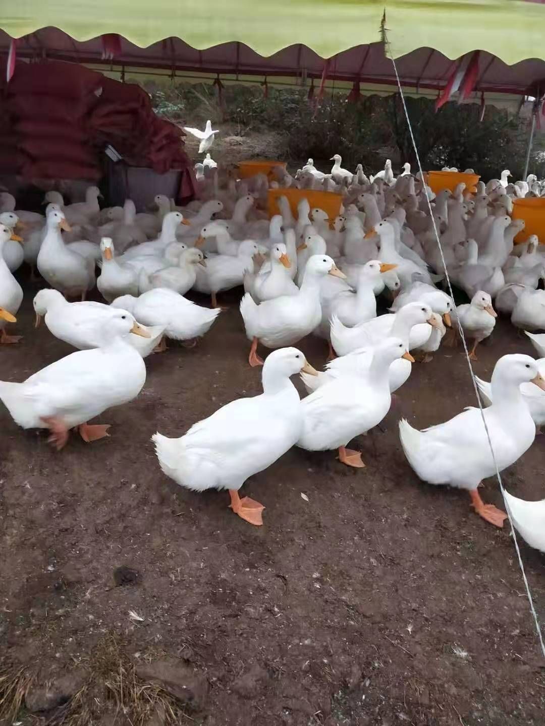  广西樱桃谷鸭苗批发包邮 白鸭桂柳鸭苗价格养殖提供技术指导