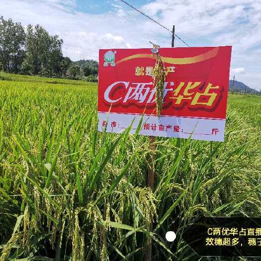 铅山县杂交稻  供应23年中稻，有需要的请联系我