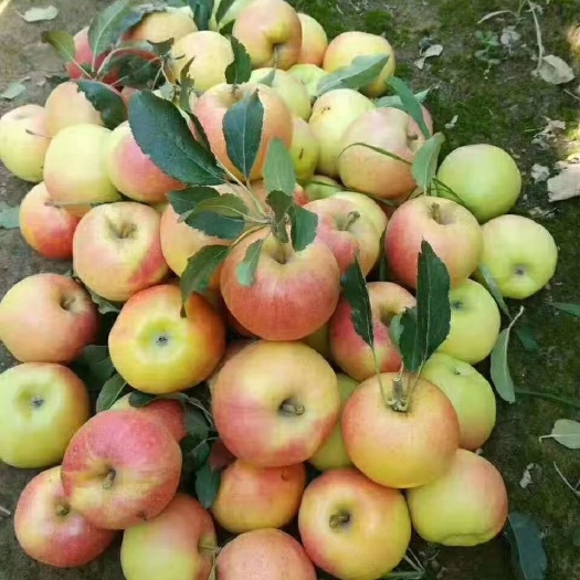 临猗县嘎啦苹果 2020你的第一个嘎拉🍎，京东快递包邮，时效放心