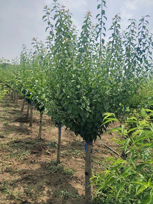  自家红梅便宜出售