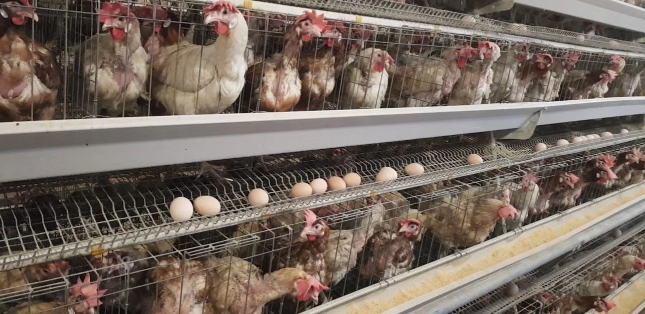  大量有货八成毛衣淘汰蛋鸡，均重3.斤56，天天出货