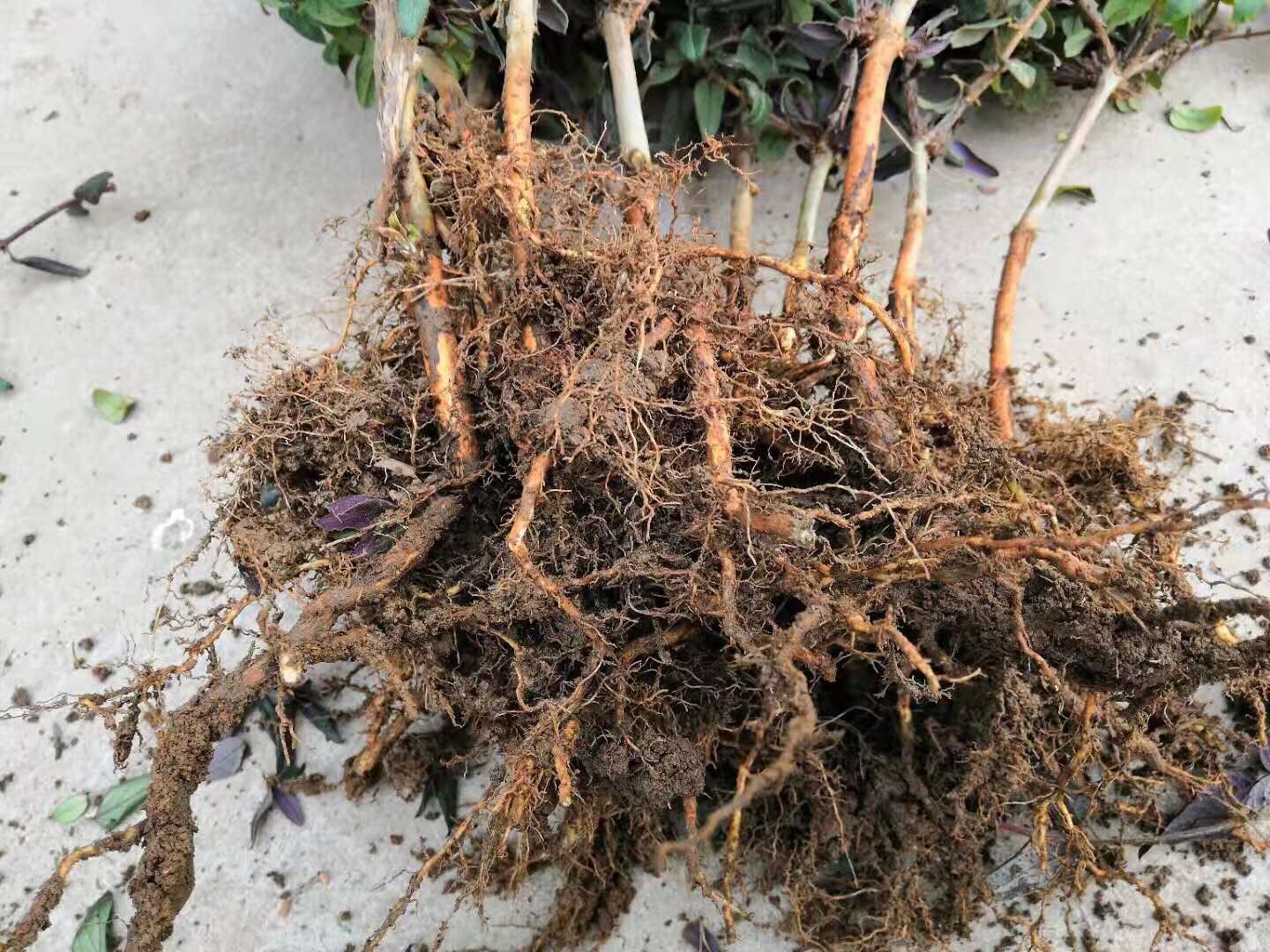 红色五彩金银花苗 红色五彩金银花