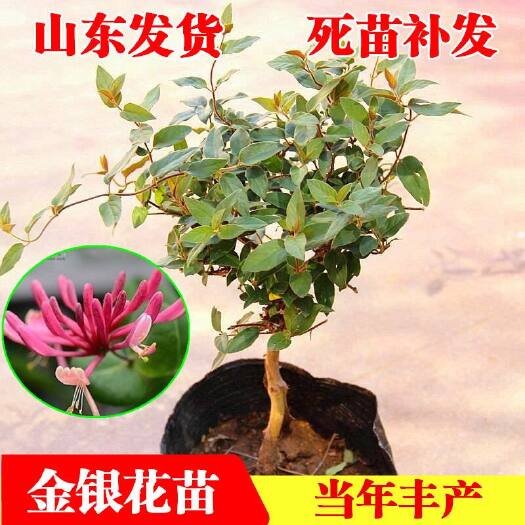 平邑县红色五彩金银花苗 红色五彩金银花