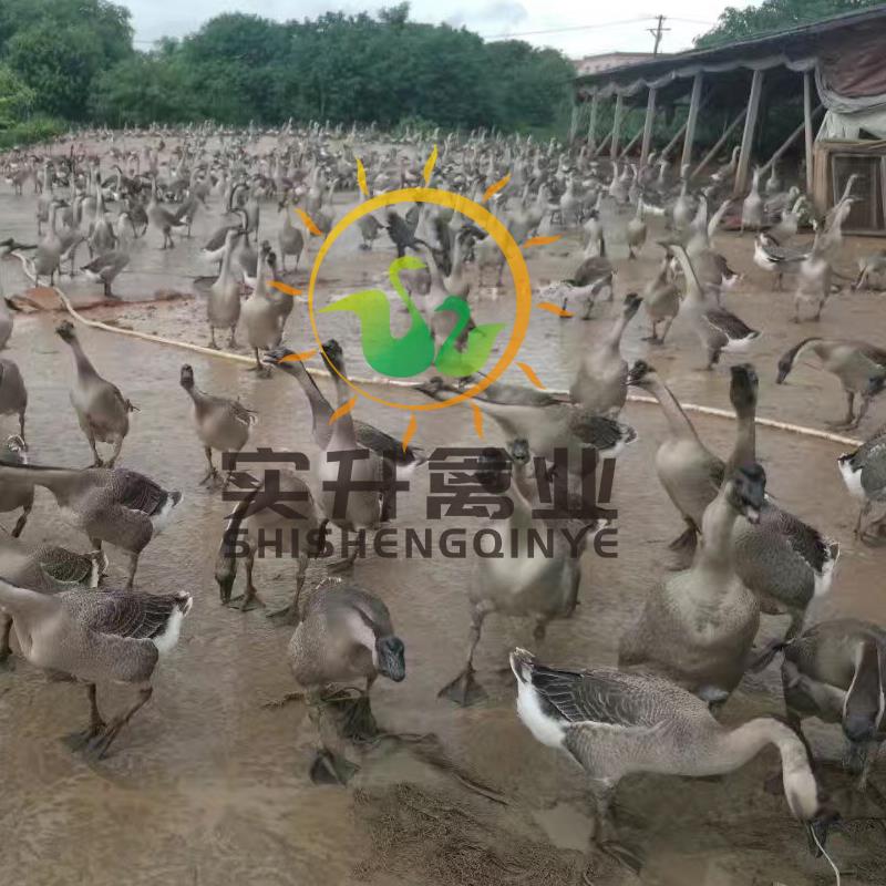  灰鹅苗大种鹅蛋鹅苗零售鹅苗出壳苗宠物鹅鹅苗种蛋小鹅苗零售鹅
